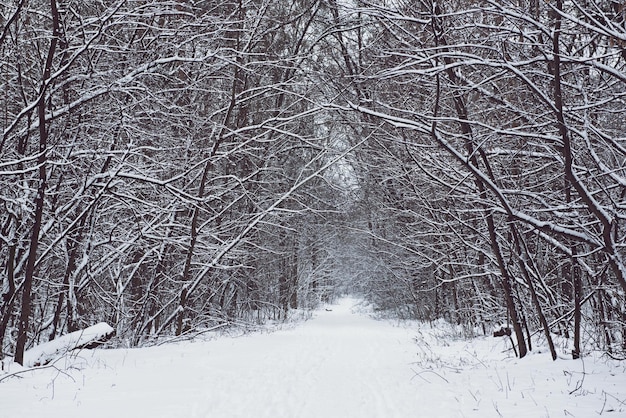 Floresta de inverno com caminho