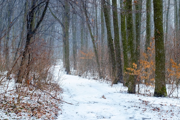 Floresta de inverno com estrada coberta de neve durante uma nevasca