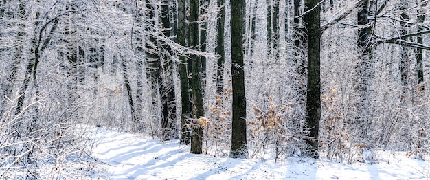 Floresta de inverno com estrada coberta de neve em um dia ensolarado