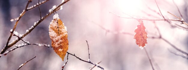 Floresta de inverno com folhas secas de neve nas árvores durante o nascer do sol