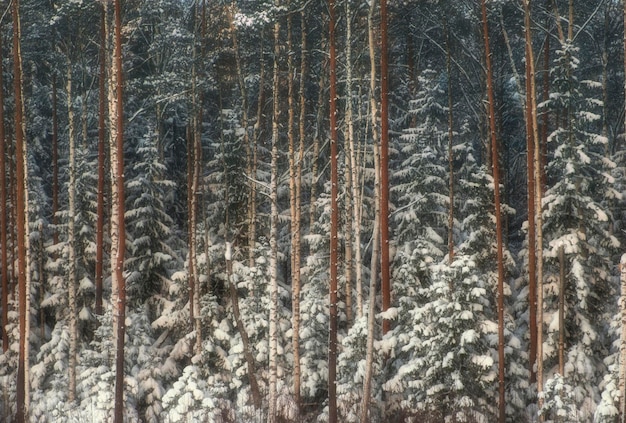 Floresta de inverno com geada e neve com geada, fundo natural
