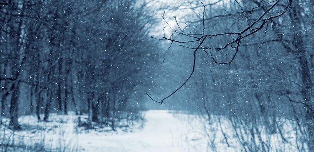 Floresta de inverno com neve durante a queda de neve