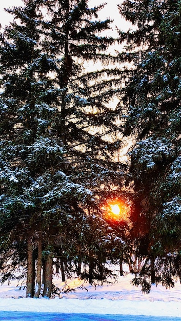 floresta de inverno com neve e árvores