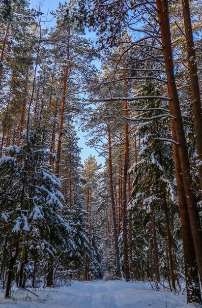 Floresta de inverno com neve em um dia ensolarado caminho de neve branca árvores cobertas de neve em um fundo de céu azul