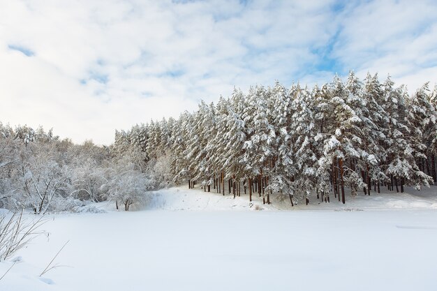 Floresta de inverno com neve na margem de um lago congelado contra um céu nublado