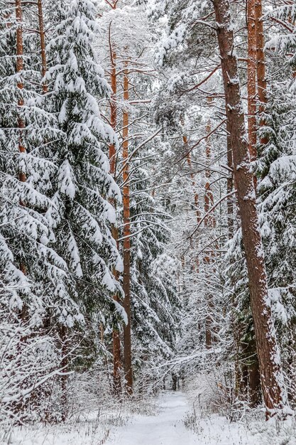 Floresta de inverno com neve Árvores e arbustos cobertos de neve Pista de esqui em uma estrada branca como a neve