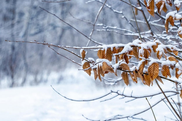Floresta de inverno com uma estrada de neve e um galho com folhas secas em primeiro plano durante uma nevasca