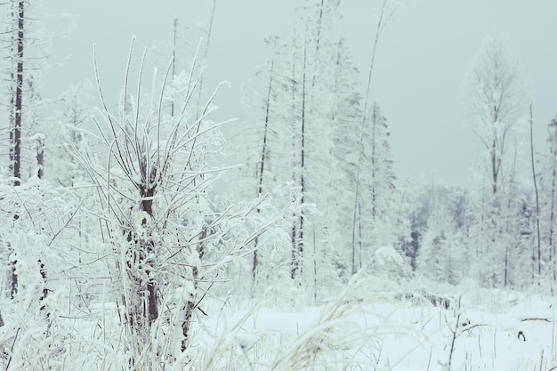 floresta de inverno de fundo coberta de neve