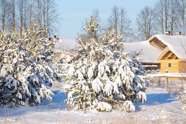 floresta de inverno depois de uma nevasca dia de sol árvores na neve