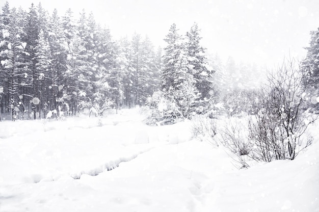 Floresta de inverno durante a queda de neve. Árvores cobertas de neve e riacho. Cáucaso, Rússia