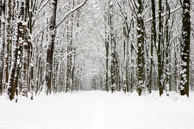 Foto floresta de inverno e a estrada paisagem de inverno