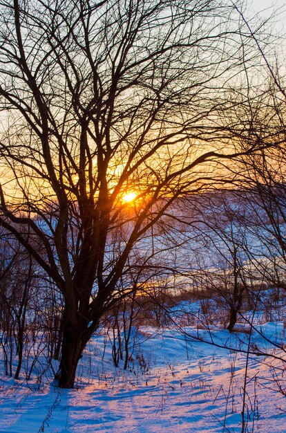 Floresta de inverno e um rio coberto de neve ao pôr do sol