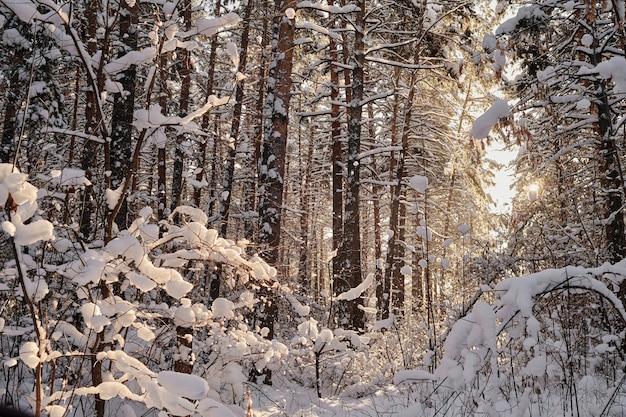 Floresta de inverno em dia ensolarado