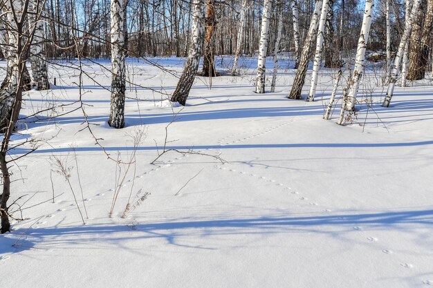 Floresta de inverno em um dia claro de sol. Rastros de lebre são visíveis na neve