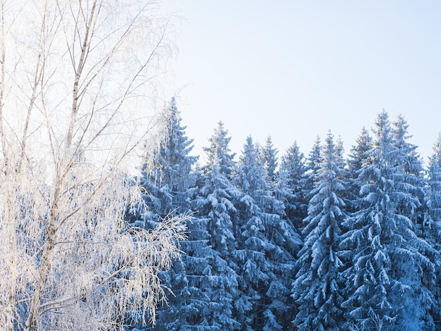 Floresta de inverno em um dia gelado, árvores cobertas de neve