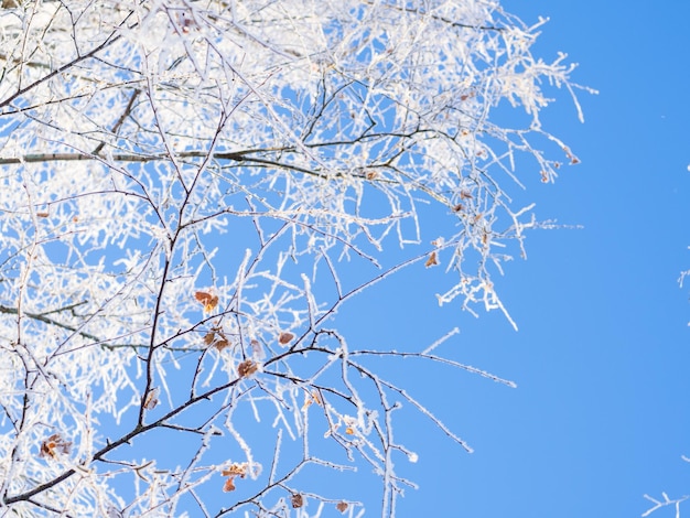 Floresta de inverno em um dia gelado, árvores cobertas de neve