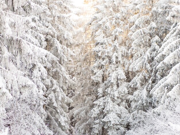 Floresta de inverno em um dia gelado, lindo fundo de inverno para textos e cartões postais