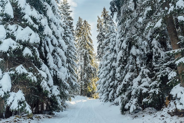 Floresta de inverno. Floresta na neve. Abetos altos cobertos por neve branca após a queda de neve brilhando pela luz solar. Outras árvores são dobradas ao chão. A trilha larga entra na floresta.