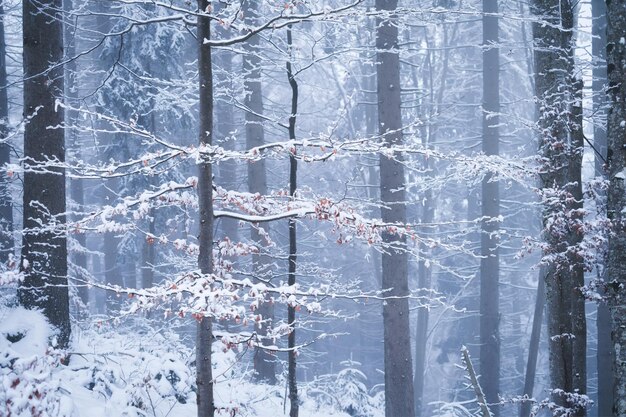 Floresta de inverno Fundo natural Nevoeiro na floresta de inverno A floresta sob a neve Tempestade de neve Imagem para papel de parede