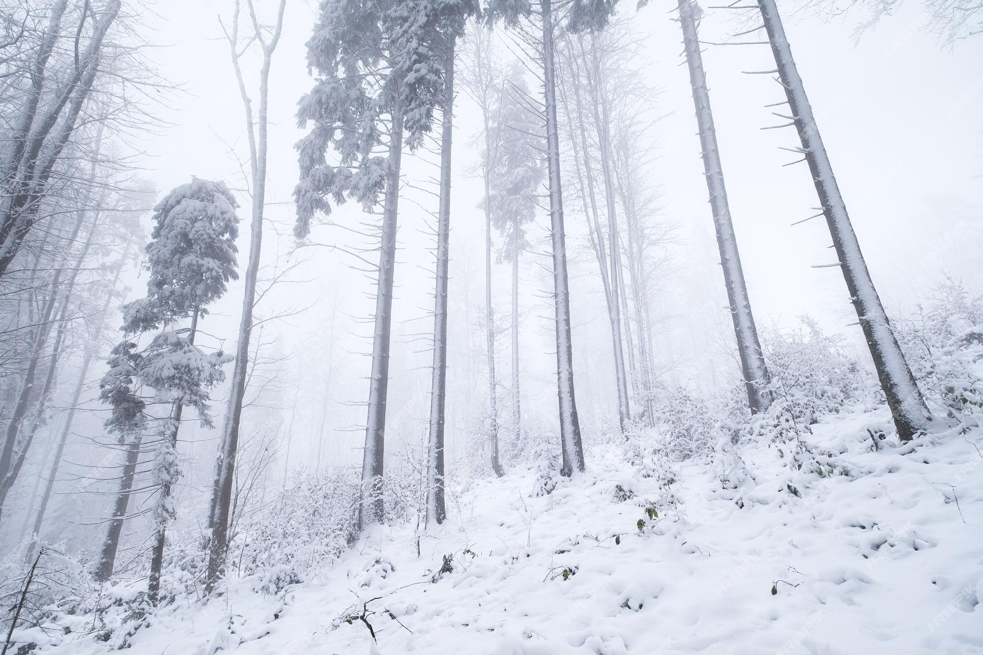 Papéis de Parede Cenário de floresta do inverno, nevoeiro, árvores, ramos,  neve branca 1920x1200 HD imagem