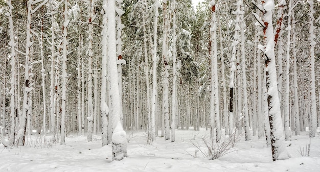 Floresta de inverno. Inverno nevado. Tempo frio,