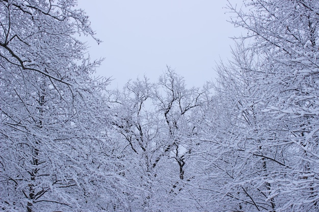 floresta de inverno nas árvores de inverno em neve coberta de neve de inverno nos galhos de uma árvore