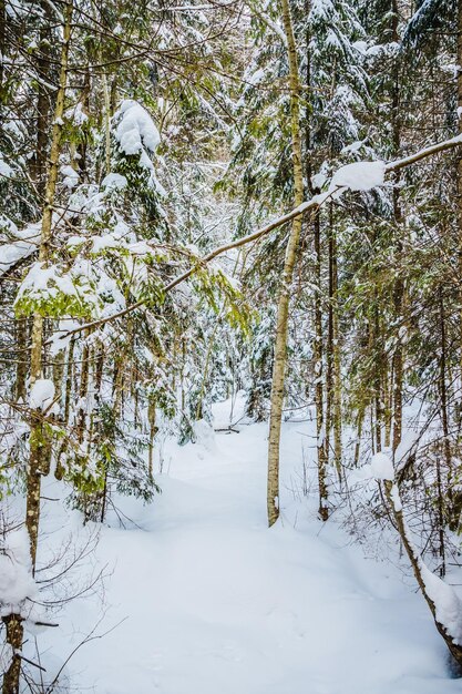 Floresta de inverno nas montanhas com enormes abetos cena de inverno pitoresca e linda