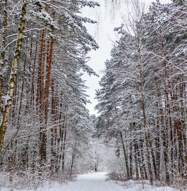 Floresta de inverno nevada com lindos troncos de pinheiros e estradas cobertas de neve