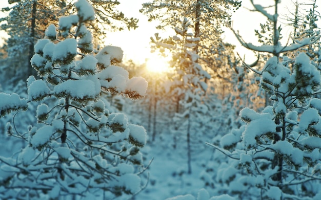 Floresta de inverno nevado ao pôr do sol. Linda paisagem de natal