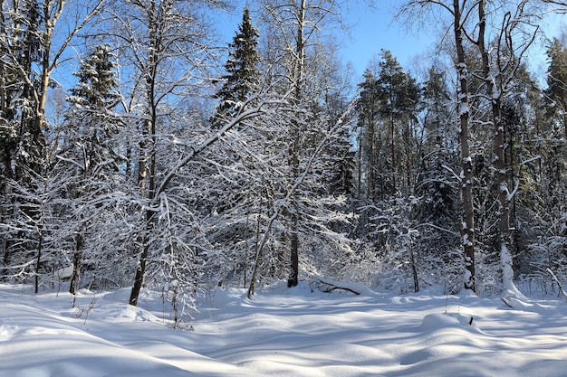 Floresta de inverno nevado com montes de neve e árvores cobertas de neve
