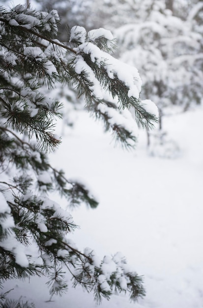 Floresta de inverno nevado. Floresta de pinheiros coberta de neve em janeiro