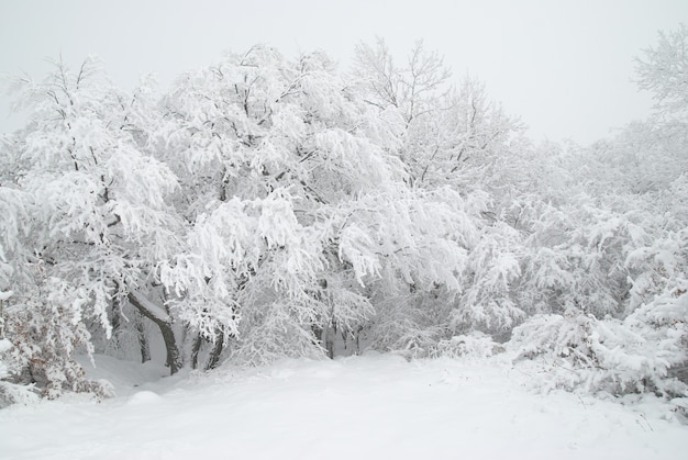 Floresta de inverno - neve e belas árvores geladas