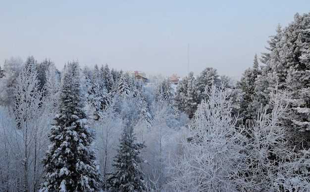 Floresta de inverno nos arredores da cidade no início da manhã KhantyMansiysk Western Sibéria