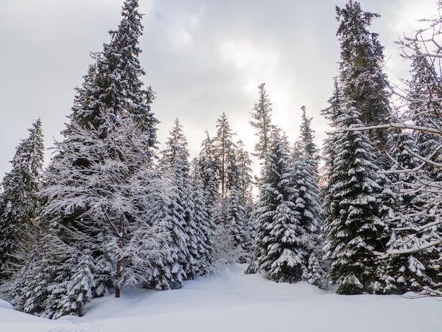 Floresta de inverno nos cárpatos