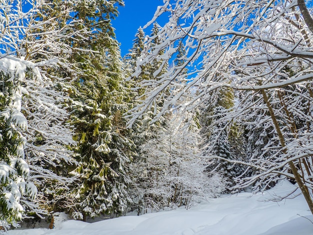 Floresta de inverno nos Cárpatos