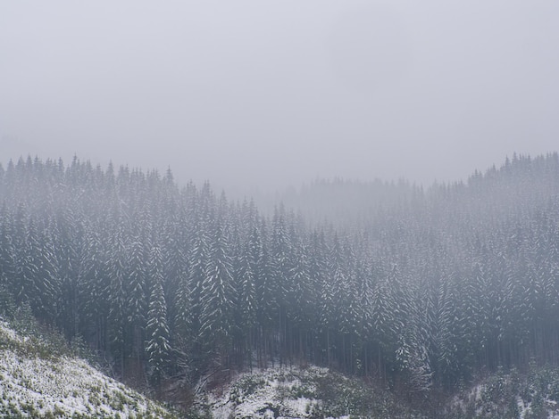 Floresta de inverno nos Cárpatos