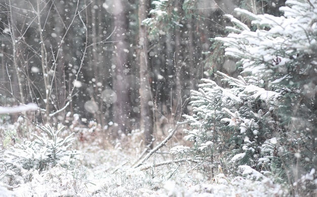 Floresta de inverno. paisagem da floresta de inverno em um dia ensolarado. árvores cobertas de neve e árvores de natal na floresta. galhos sob a neve. dia frio de mau tempo nevado.
