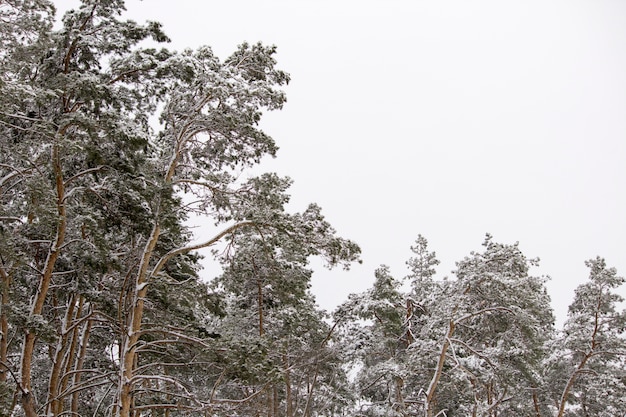 Floresta de inverno. pinhal no inverno