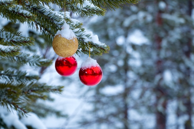 Floresta de inverno. Três bolas de Natal em close-up de galho de pinheiro coberto de neve