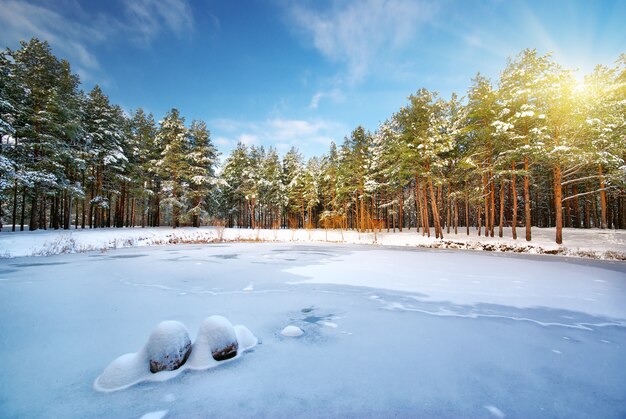 Floresta de inverno