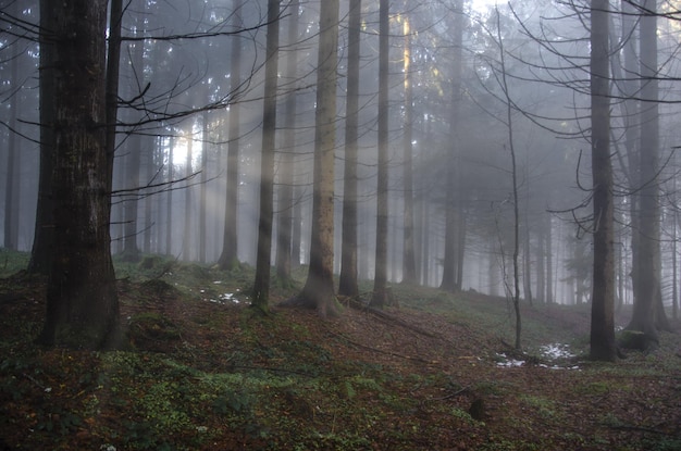 Floresta de inverno