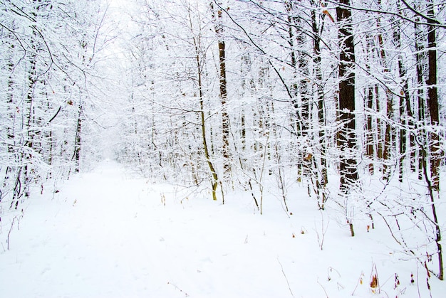 floresta de inverno