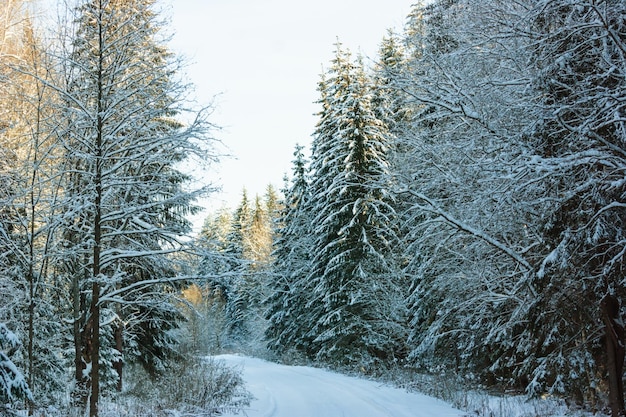 floresta de inverno