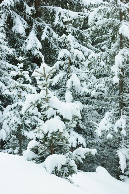 floresta de inverno