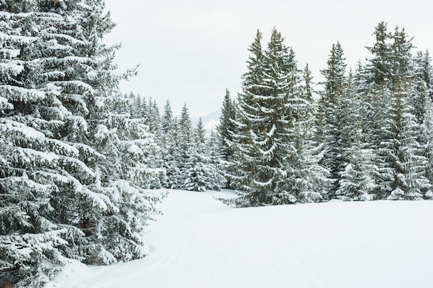 floresta de inverno