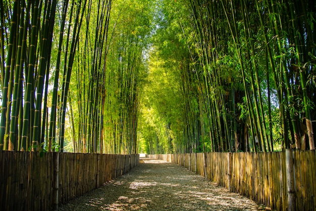 Floresta de jardim de bambu, Chiang Mai, Tailândia
