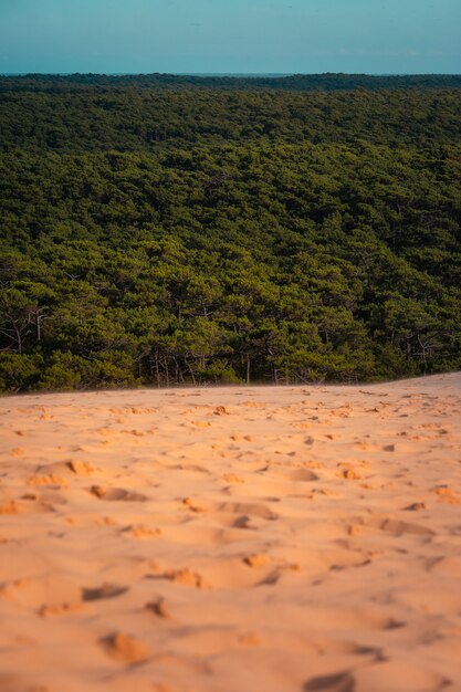 Floresta de Les Landes vista da Duna de Pilat, em Arcachon, Aquitânia, França.