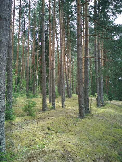 Floresta de luz rara no verão Luz do sol na floresta