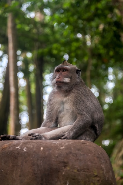 Floresta de macacos na cidade de Ubud, na ilha de Bali, na Indonésia