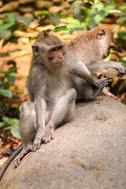 Floresta de macacos na cidade de Ubud, na ilha de Bali, na Indonésia